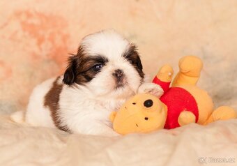 Shih-Tzu štěňatka (shi tzu, si-tzu, shitzu, si-cu) - 2