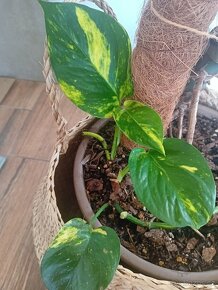 Epipremnum Aureum Gold - 2