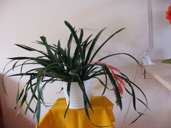 Billbergia nutans - 2