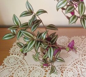 Voděnka / poděnka / Tradescantia zebrina "Violet" - 2