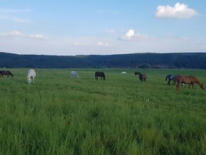 PASTEVNÍ USTÁJENÍ S KOMPLETNÍM ZÁZEMÍM A HALOU JIH PRAHY - 2