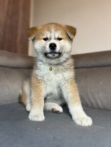 Akita Inu fenka - 2