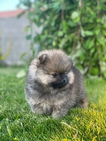 Pomeranian mini - 2