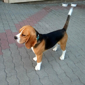 Prodám čistokrevného bígla (bígl beagle) s PP - 2