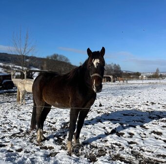 Welsh pony a Wpbr - 2