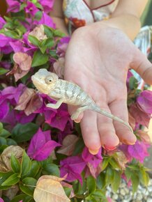 Chameleon pardálí Ambilobe - 2