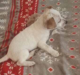 Jack russel terier - 2