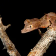 0.1 Uroplatus ebenaui - 2