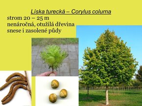 Líska turecká (Corylus colurna) - 2