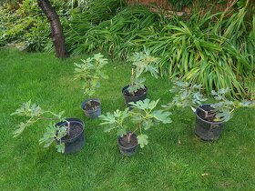 Fíkovník, Ficus Carica, Smokvoň, Brown Turkey, keře, stromky - 2