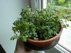 Pilea drobnolistá - pokojová rostlina - 2