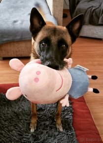 Krycí pes belgický ovčák malinois - 2