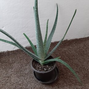 Aloe vera léčivá... - 2