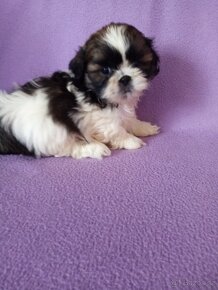 Shih-tzu, sicu, shi-tzu - 2