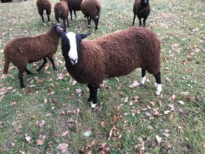 Zwartbles - 2