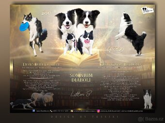 Border collie s PP - 2