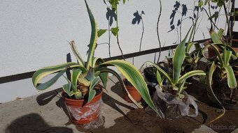 Poslednich 6 fikovniku a 5 agave - 2