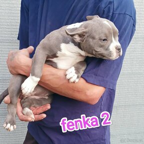 American Bully pocket s PP ABKC - 2