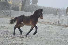 Welsh cob - 2