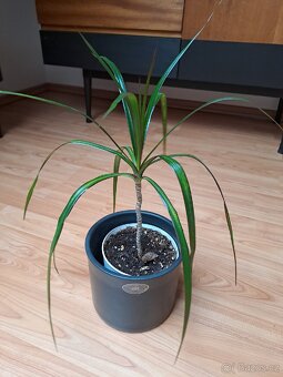 Pokojová rostlina Dracena - 2