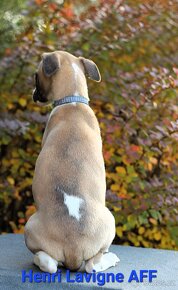 Whippet,Vipet s PP - 2