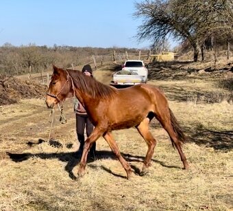 Lusitano klisna PSL 2 letá - 2