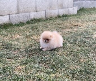 Pomeranian - 2