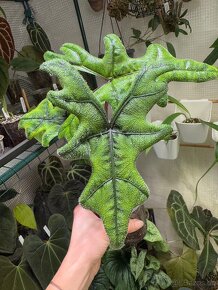 Alocasia jacklyn - 2