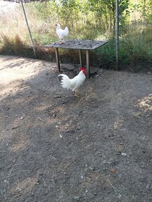 Kohout leghorn - 2