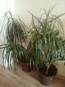 Zamiokulkas, dracena - 2