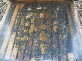 Vyzimované včelí oddělky a včelstva 39x24 - 2