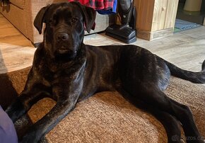 Cane Corso hodný,poslušný,naučení na doma. - 2