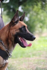 Nabídka na krytí belgický ovčák malinois - 2