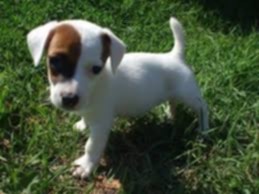 Jack Russel terier - 2