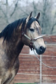 Připouštění - plemenný hřebec AQH buckskin SM MITO COMMANDER - 2