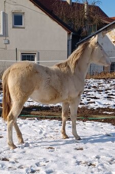 Klisnička Quarter horse 1 rok - 2