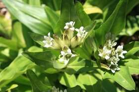 Hořec Tibetský-Gentiana tibetica 500 semen  50 Kč - 2