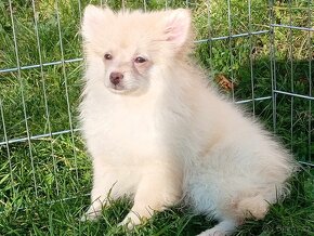 Poslední volný Pejsek NŠ / Pomeranian - CREAM - 2