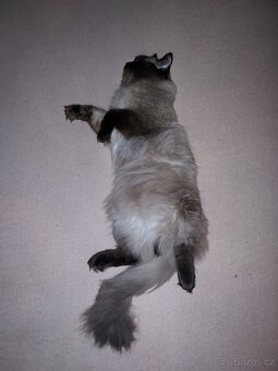 Ragdoll ke kryti - 2