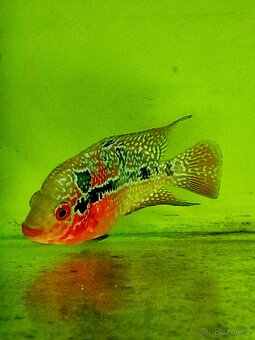 Flowerhorn - 2