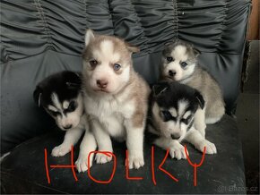 Husky - 2