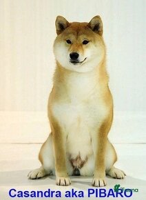 Shiba - 2