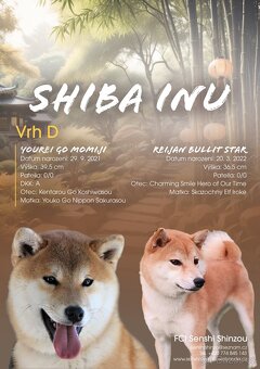 Shiba Inu s PP FCI - 2