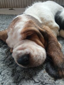 Basset hound - 2