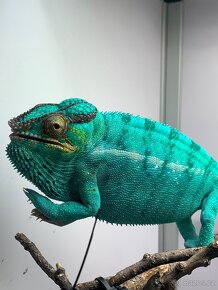 Chameleon pardálí Cap est, Nosy be a další… - 2