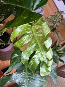 Monstera albo var. - 2