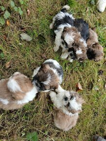 Shih-tzu, shi tzu, šicu - 2