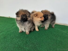 Pomeranian - 2