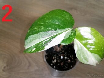 2.Monstera Deliciosa Albo variegata - Menší vrchol - 2