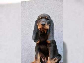 Black and Tan Coonhound s PP/FCI - 2